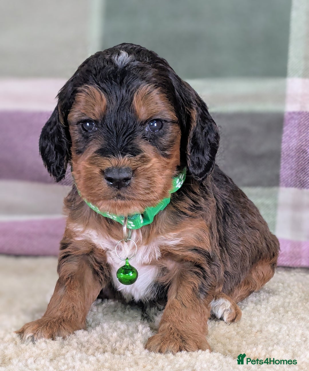 Cockapoo dogs for sale: F1 Cockapoo your Next Furry Family Member Awaits!  - Advert 11