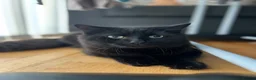 Mixed Breed cats for sale: Male mix breed cat 10months old in Leeds - Advert 2