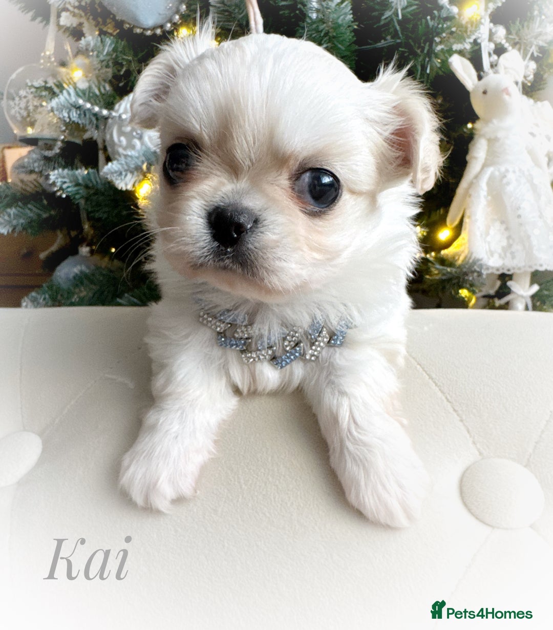 Chihuahua dogs for sale: KC long coat cream show line chihuahua puppies  - Advert 14