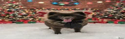 Pomeranian dogs for sale: Pomeranian boy  in Newport - Advert 4