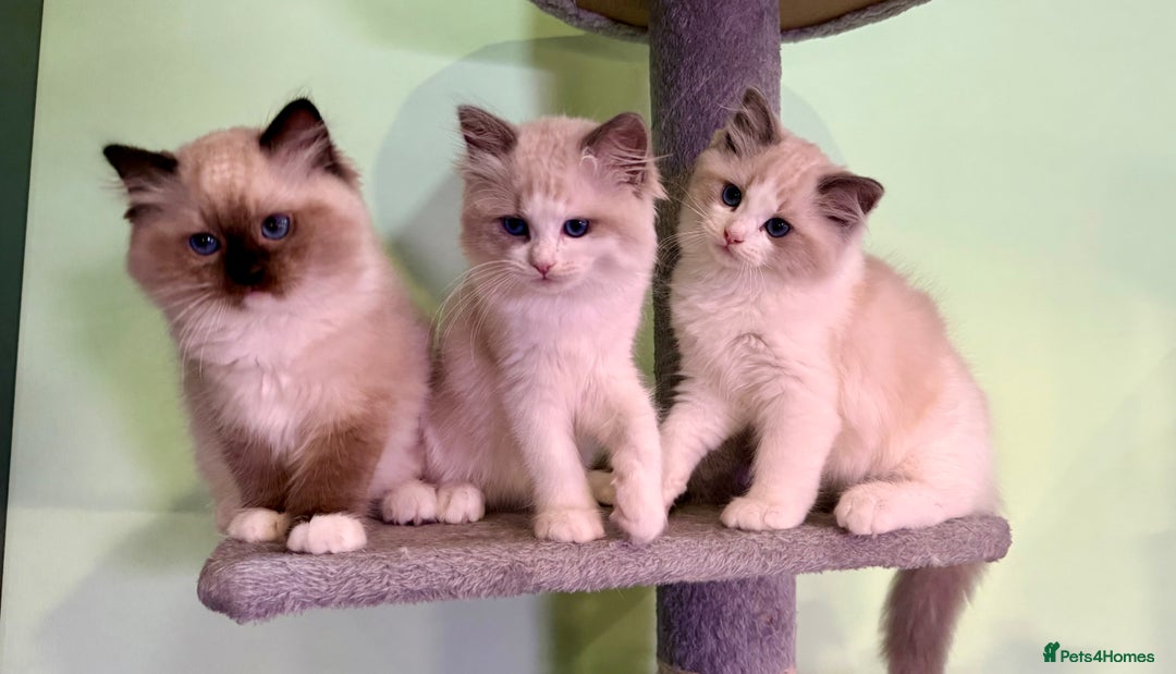 Ragdoll cats for sale: WORLD BEATIFUL RAGDOLL KITTEN/FIFe - Image 6
