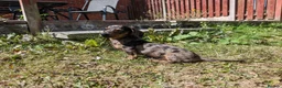 Miniature Dachshund dogs for sale: Female miniature dachshund for sale in Barnsley - Advert 3