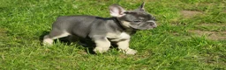 French Bulldog dogs for sale: Probably the best litter of Frenchies in the UK - Advert 15