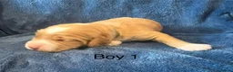 Cockapoo dogs for sale: Gorgeous curly fluffy cockapoo puppies  - Advert 6