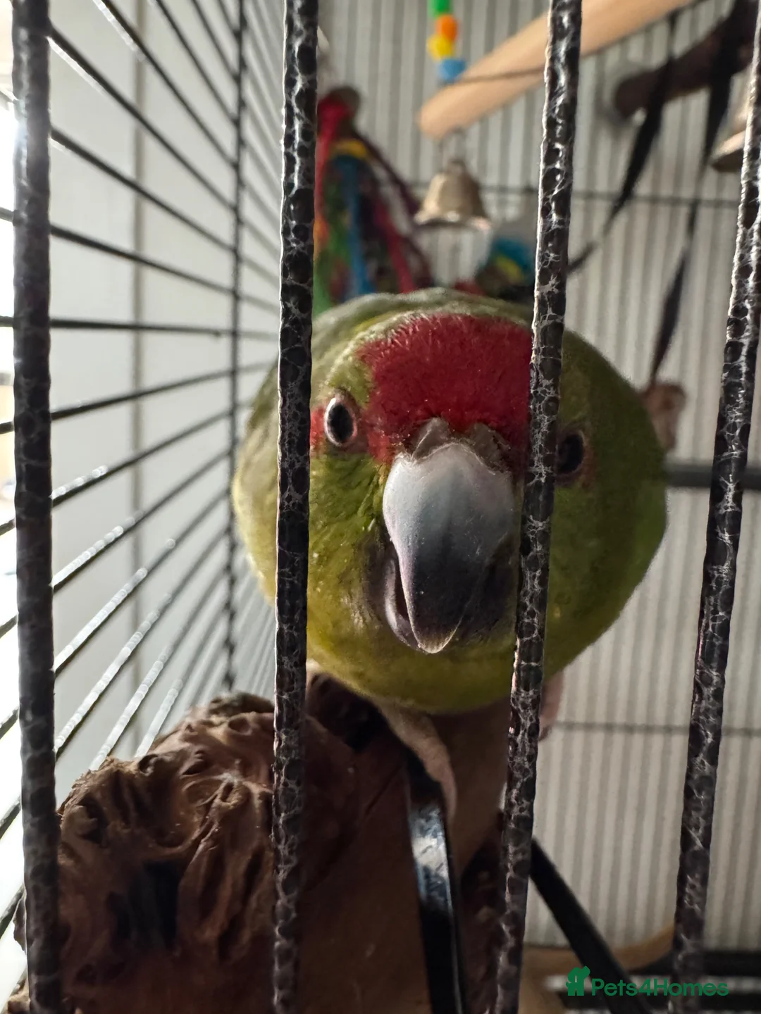 Parrots birds for sale: Female kakariki  in Redruth - Advert 4