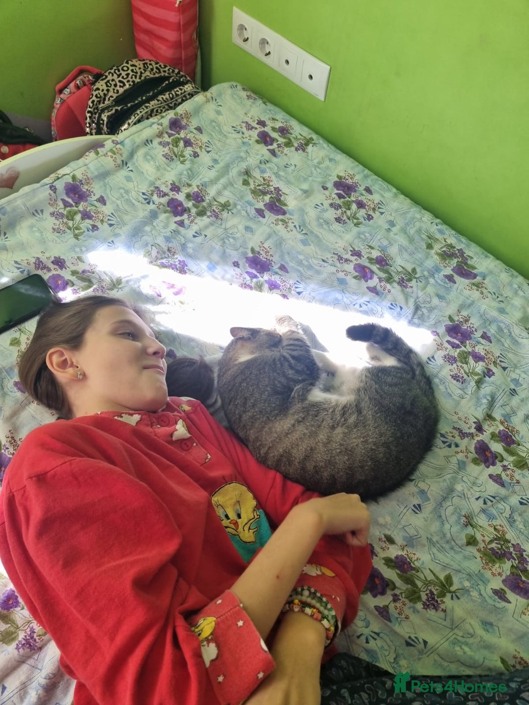 Mixed Breed cats for adoption: TOM a friendly & proud boy who needs a Loving Home - Advert 29