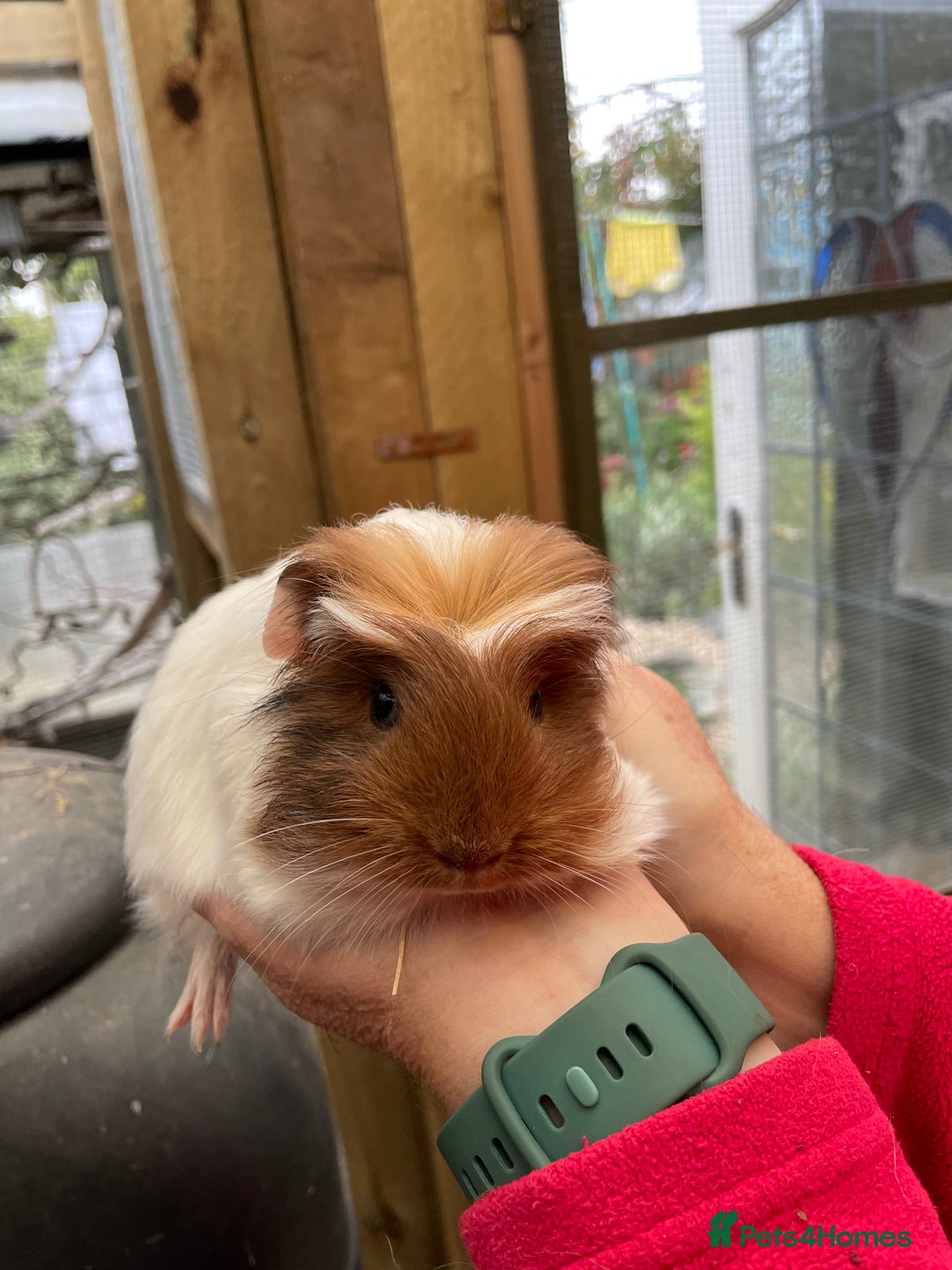 Guinea Pig rodents for sale: Stunning baby guinea pig  - Image 5