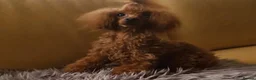 Maltipoo dogs for sale: Adorable Maltipoo Puppies  - Advert 12
