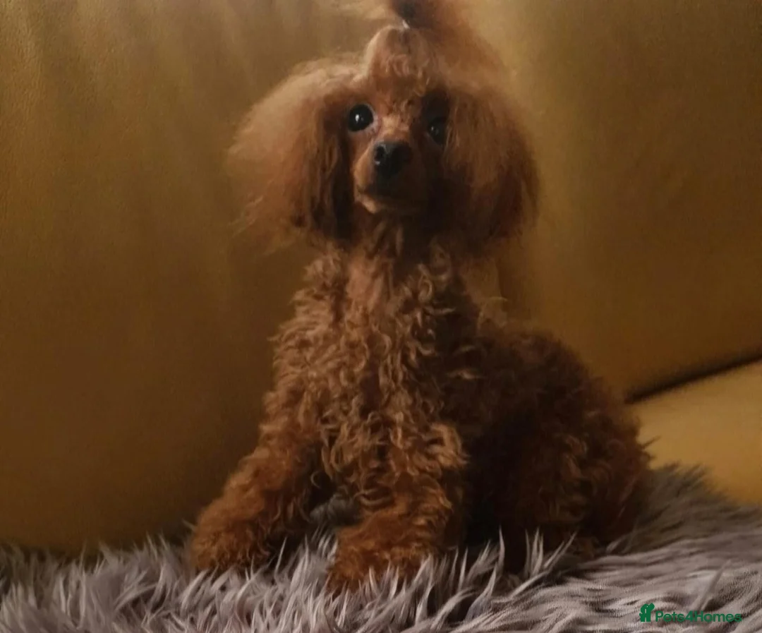 Maltipoo dogs for sale: Adorable Maltipoo Puppies  - Advert 12