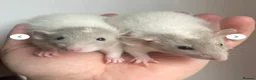 Rat rodents for sale: 🐭Dumbo Rex & Straight Coat Rats Available 🐭 - Advert 4