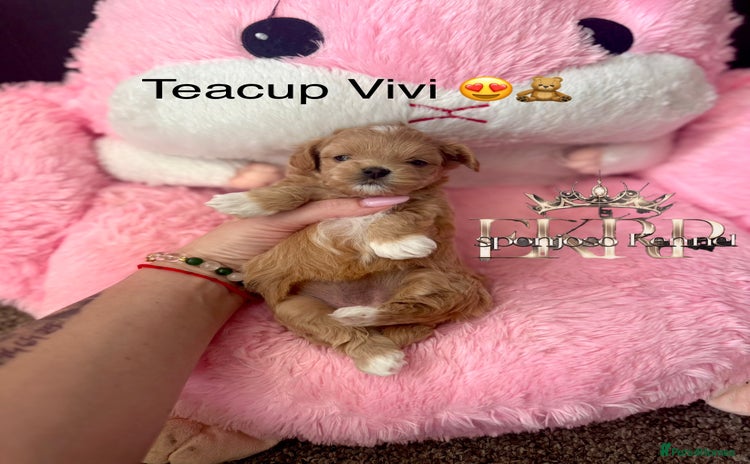 Maltipoo dogs - Advert 2
