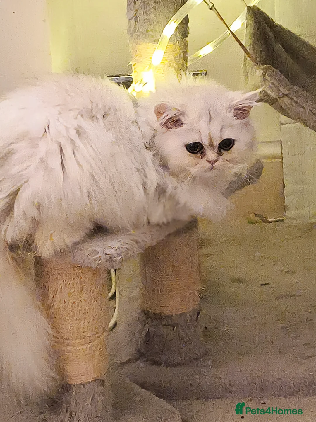 Persian cats for sale: 🍁White black tipped Persian kittens ready now - Advert 10