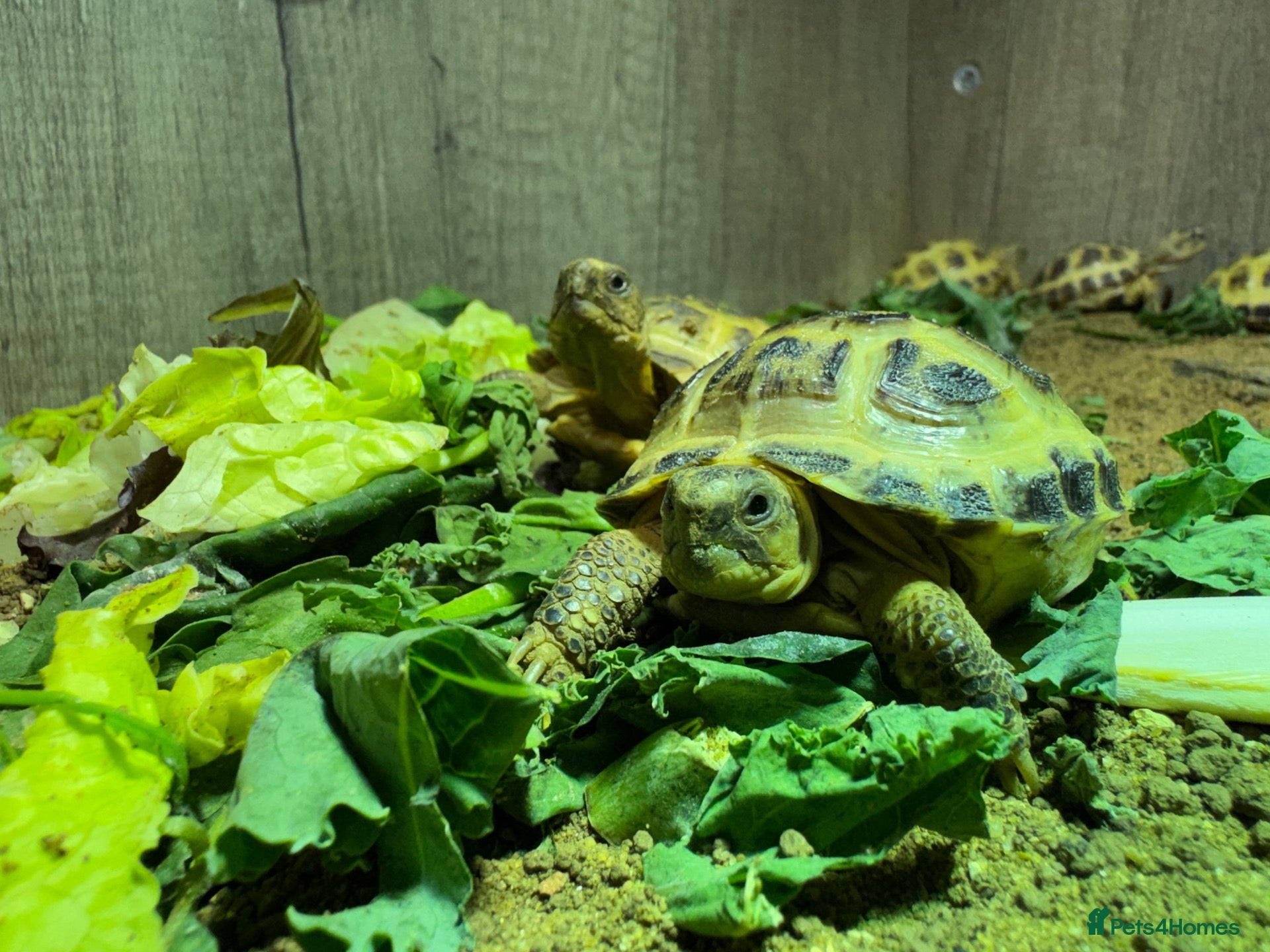 Tortoise reptiles BABY HORSFIELDS & SET UPS - Advert 1