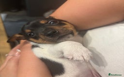 Jack Russell dogs for sale: Beautiful short legged Jack Russell babies  - Image 5