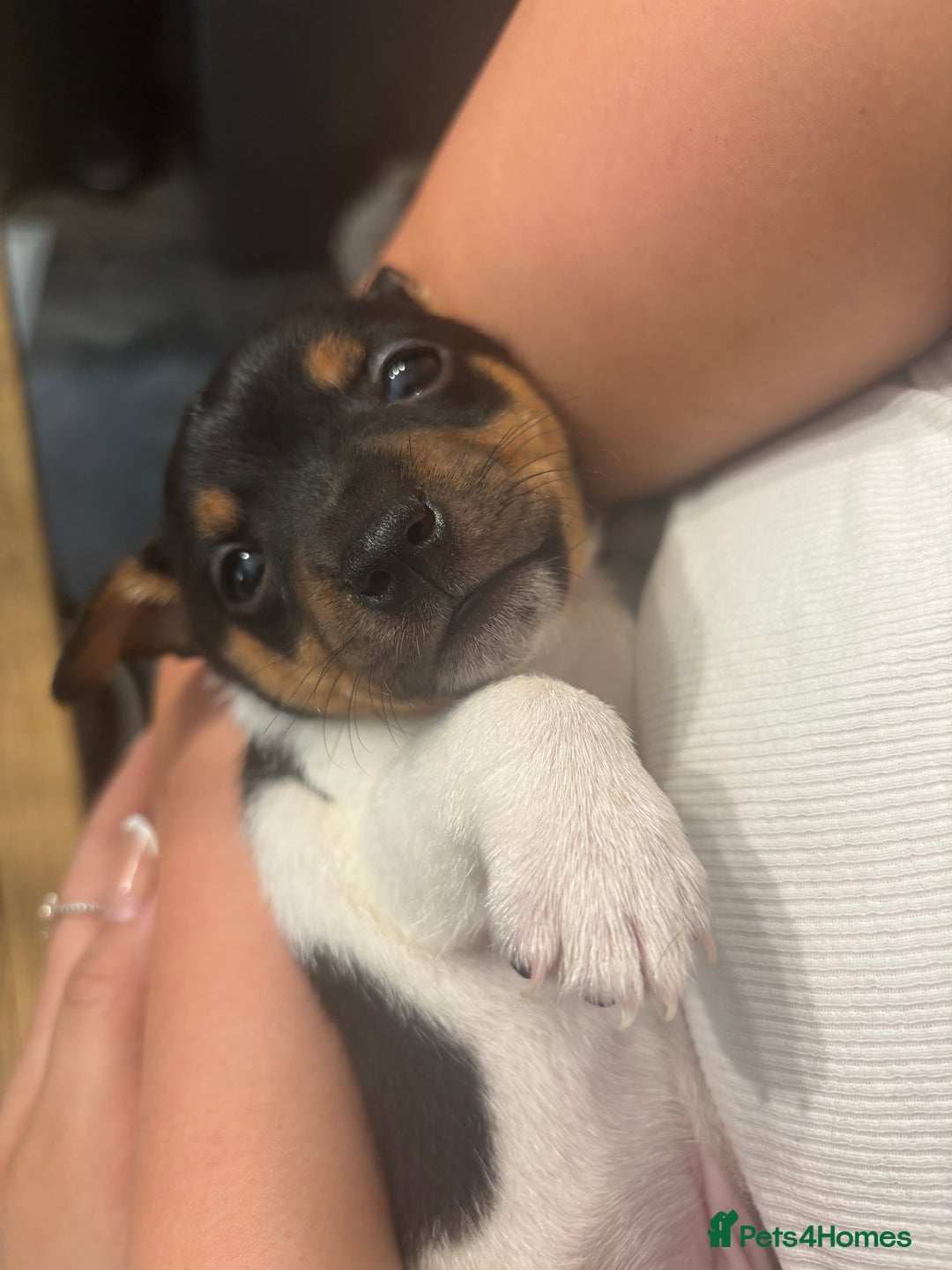 Jack Russell dogs for sale: Beautiful short legged Jack Russell babies  - Image 5