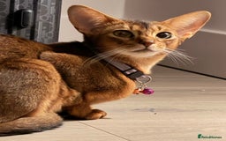 Abyssinian cats for sale: 🏆🏆🏆Beautiful Ruddy Abyssinian Cat🏆🏆🏆 - Advert 2