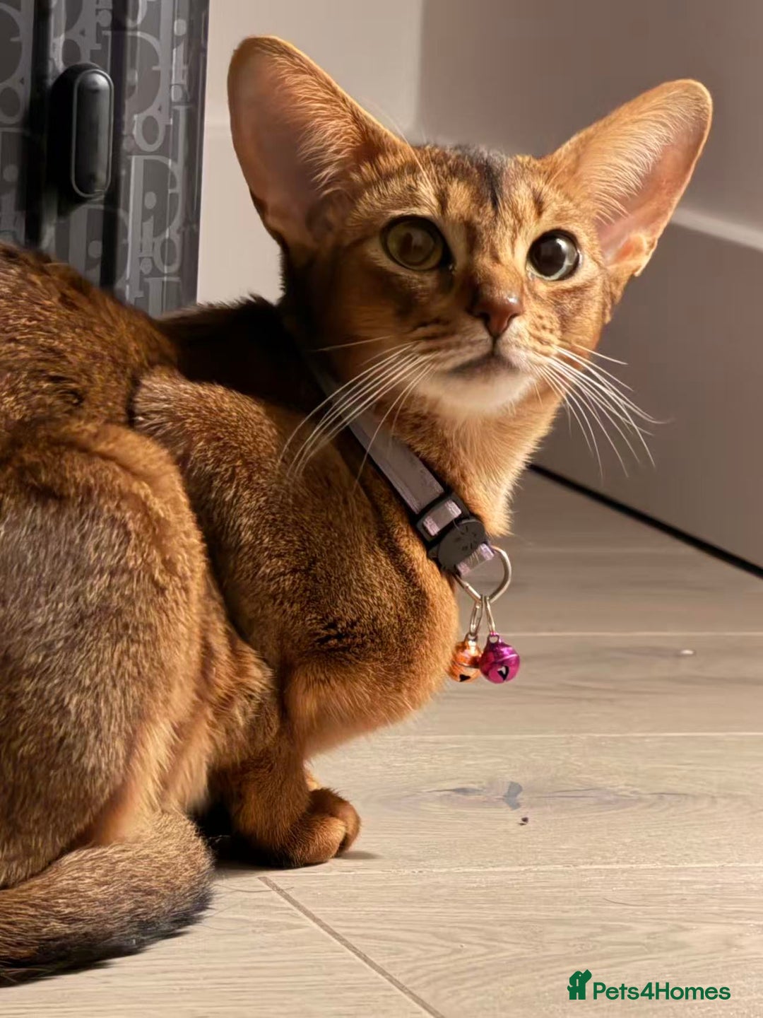 Abyssinian cats for sale: 🏆🏆🏆Beautiful Ruddy Abyssinian Cat🏆🏆🏆 - Advert 2