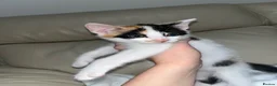 Bramble cats for sale: Kittens for sale  in Hamilton - Advert 19