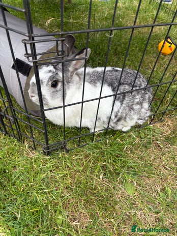 Mixed Breed rabbits - Advert 20