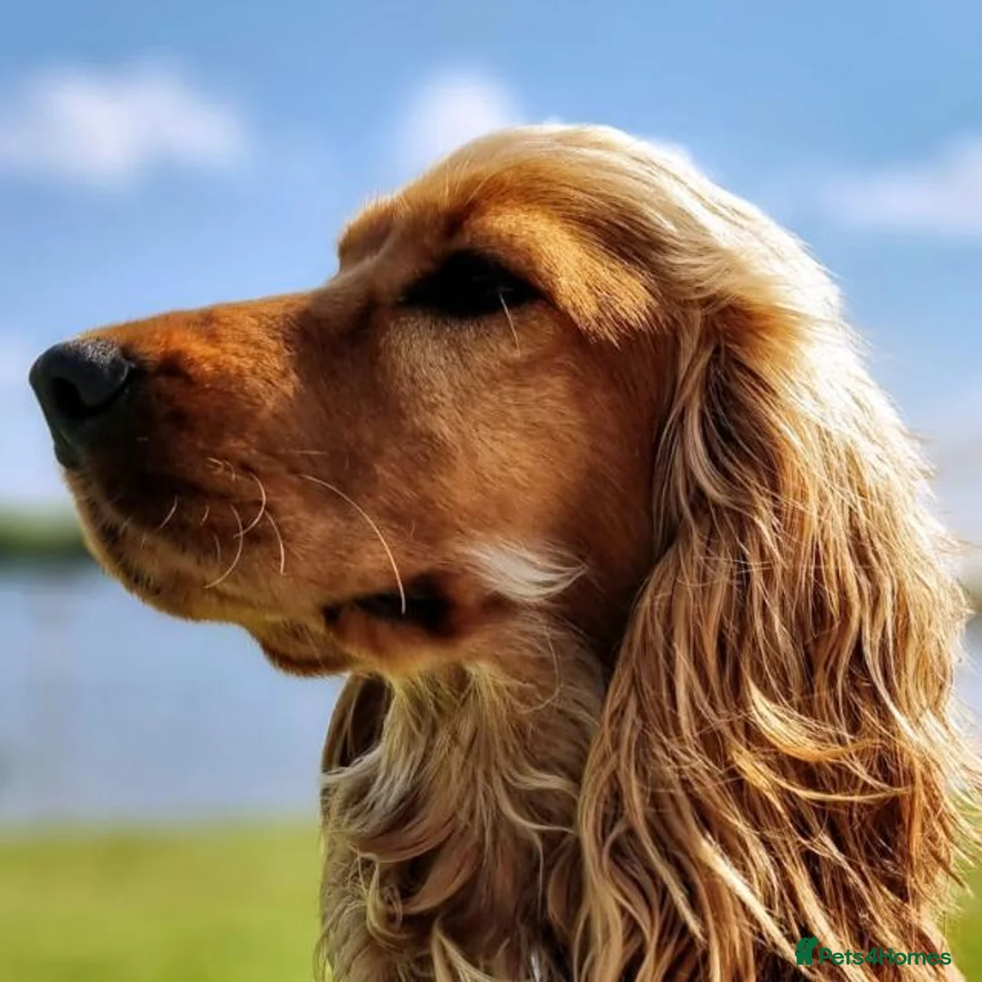 Cocker Spaniel dogs for sale: 🌟KC Registered Show-Type Cocker Spaniel Puppies🌟 - Advert 1