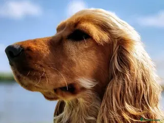 Cocker Spaniel dogs 🌟KC Registered Show-Type Cocker Spaniel Puppies🌟 - Advert 1