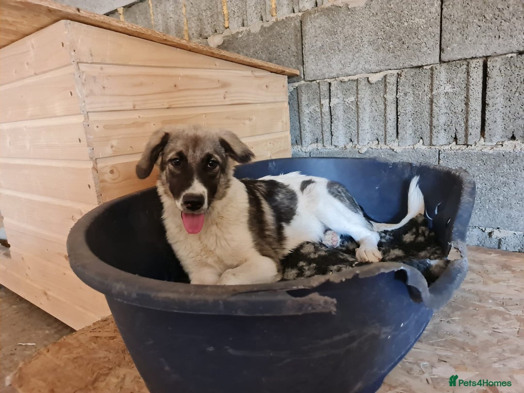 Mixed Breed dogs for adoption: Beautiful and Gentle HEIDI - for a Loving Home - Image 4