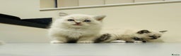 Ragdoll cats for sale: Adorable Pure Ragdoll Kittens - Advert 11