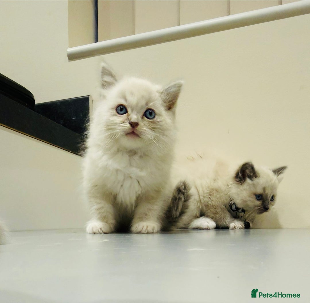 Ragdoll cats for sale: Adorable Pure Ragdoll Kittens - Advert 11