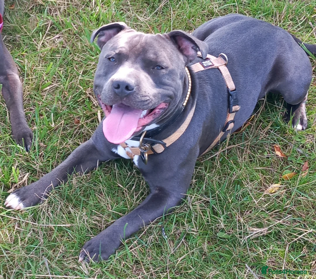 Staffordshire Bull Terrier dogs for stud: Blue staffordshire bull terrier for stud - Advert 4