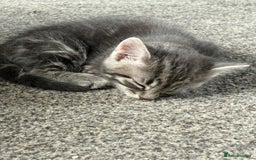 Mixed Breed cats for sale: Grey male kittens ready now  - Image 5