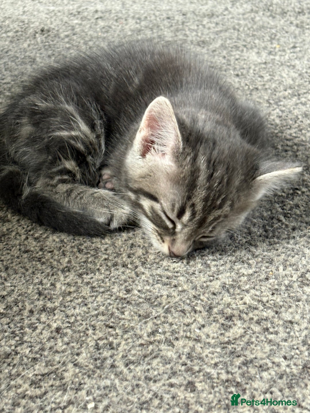 Mixed Breed cats for sale: Grey male kittens ready now  - Image 5
