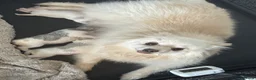 Mixed Breed dogs for sale: Cockeranians for sale 1 girl and two boys  - Advert 5
