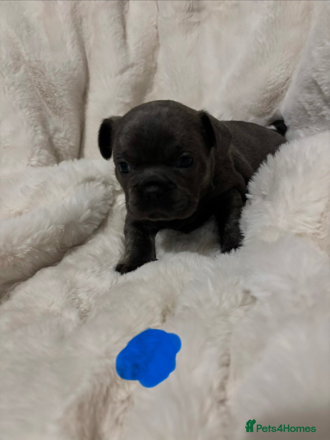 French Bulldog dogs for sale: French bulldog #fluffy#kc - Advert 4