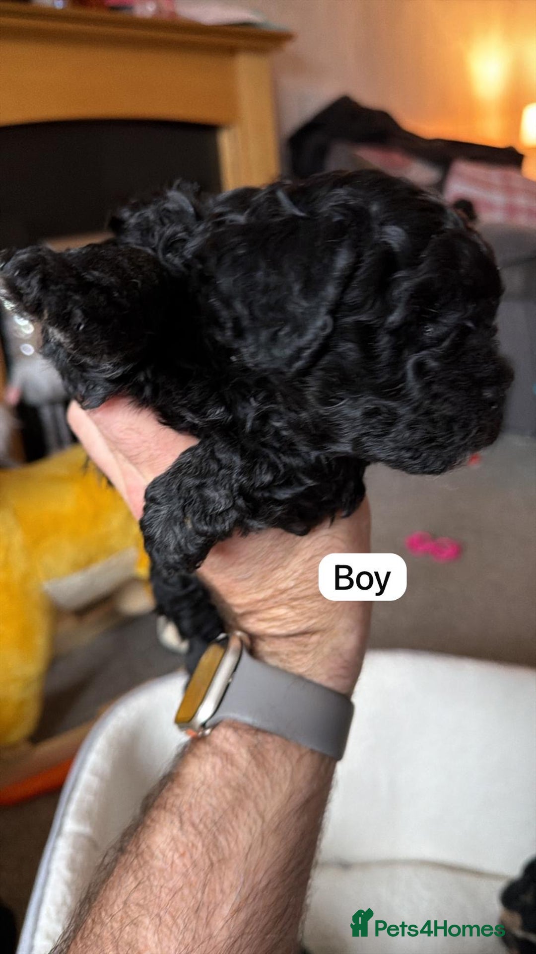 Poochon dogs for sale: Gorgeous Poochon puppies 2 girls 3 boys - Advert 11