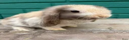 Mini Lop rabbits for sale: Beautiful mini lops - Advert 4