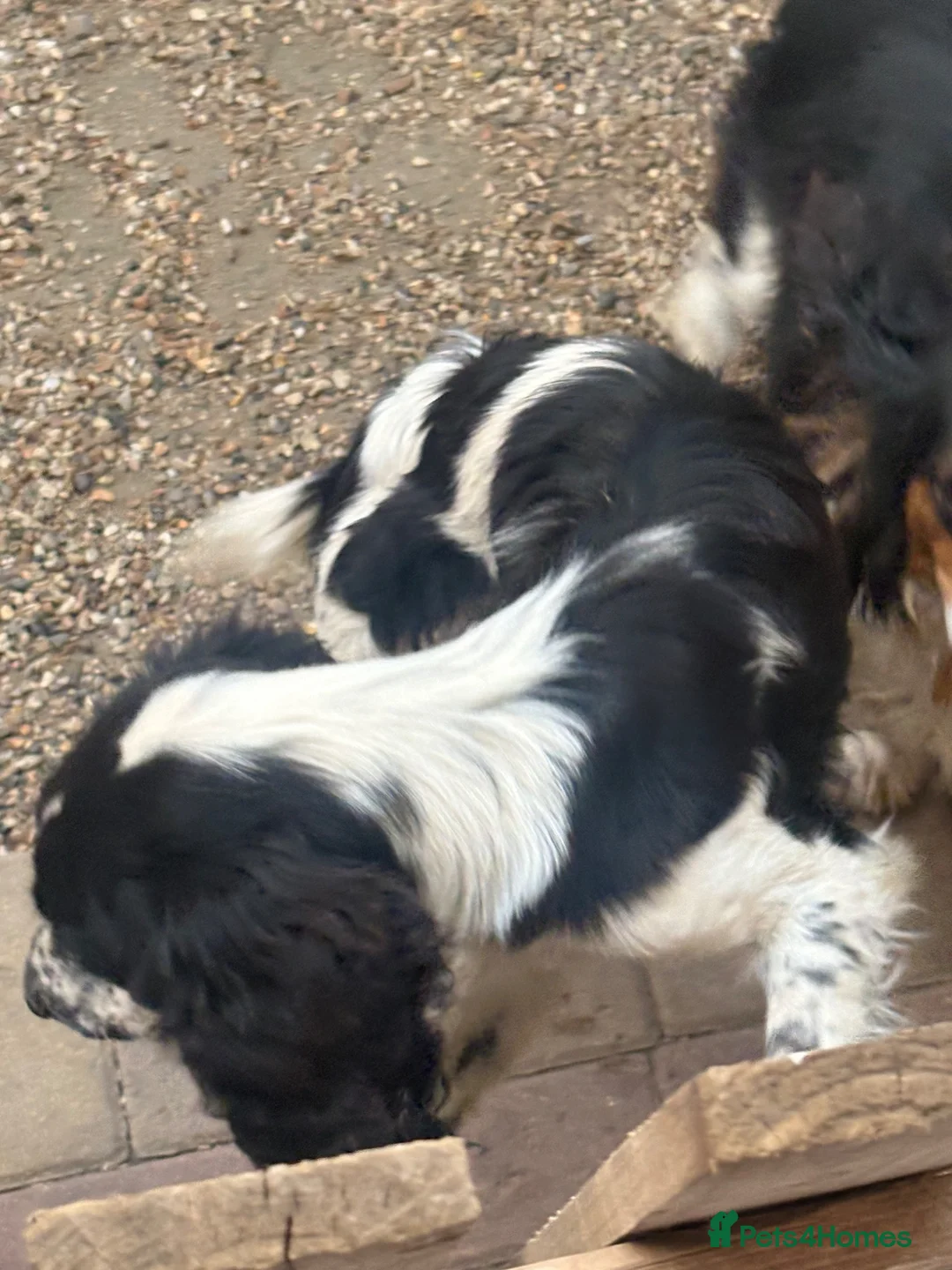 Cocker Spaniel dogs for sale: Cocker spaniel boy in West Drayton - Advert 4