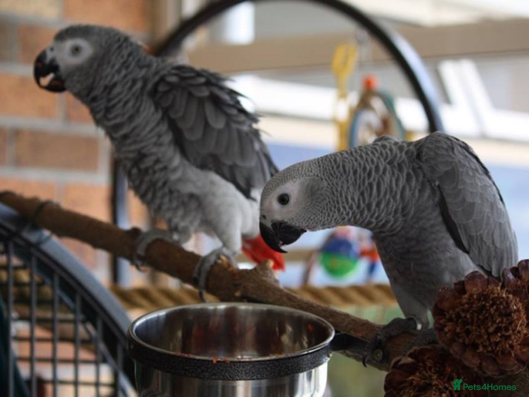 Parrots birds for sale: M/F Stunning quality Grey parrots for sale . - Image 2