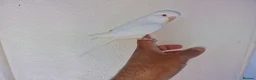Budgerigars birds for sale: Super silly hand tamed baby budgies  - Advert 10