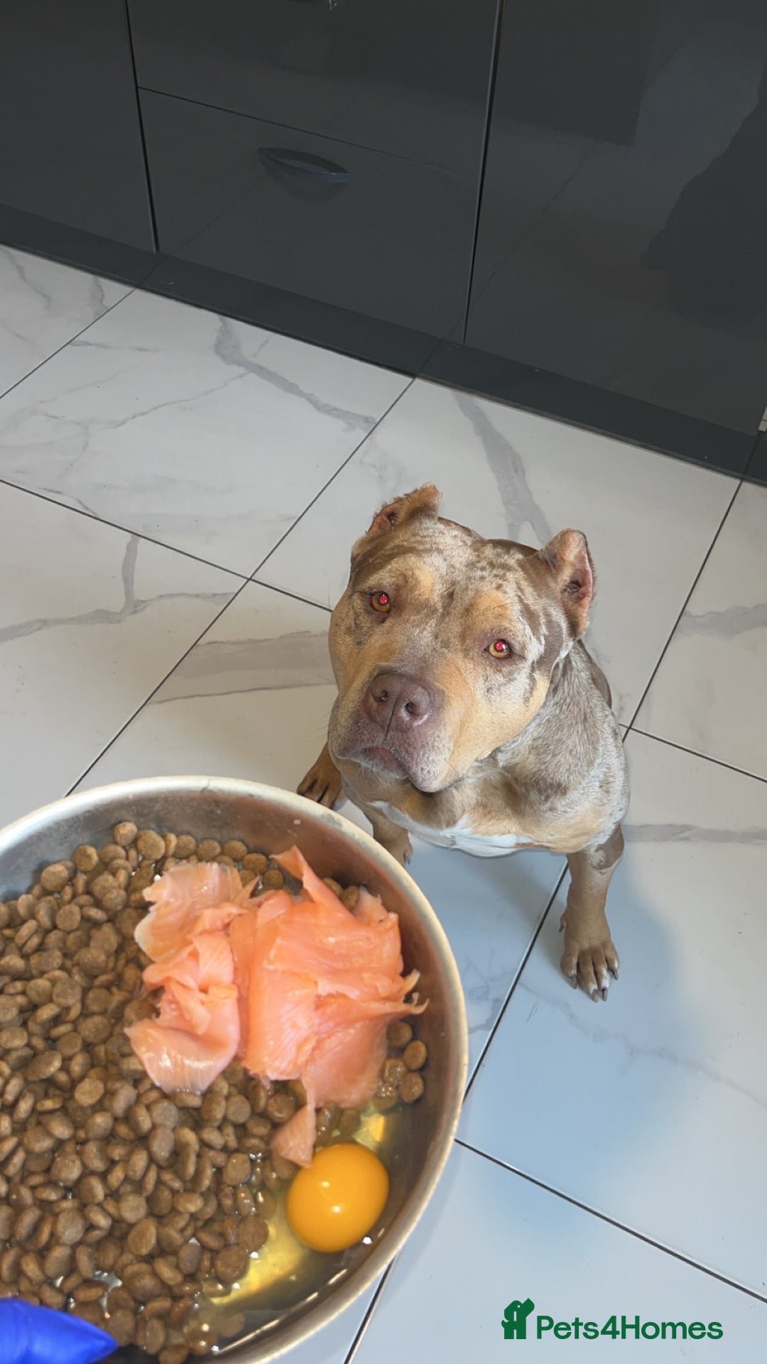 Mixed Breed dogs for sale: BorderBullies - Image 12