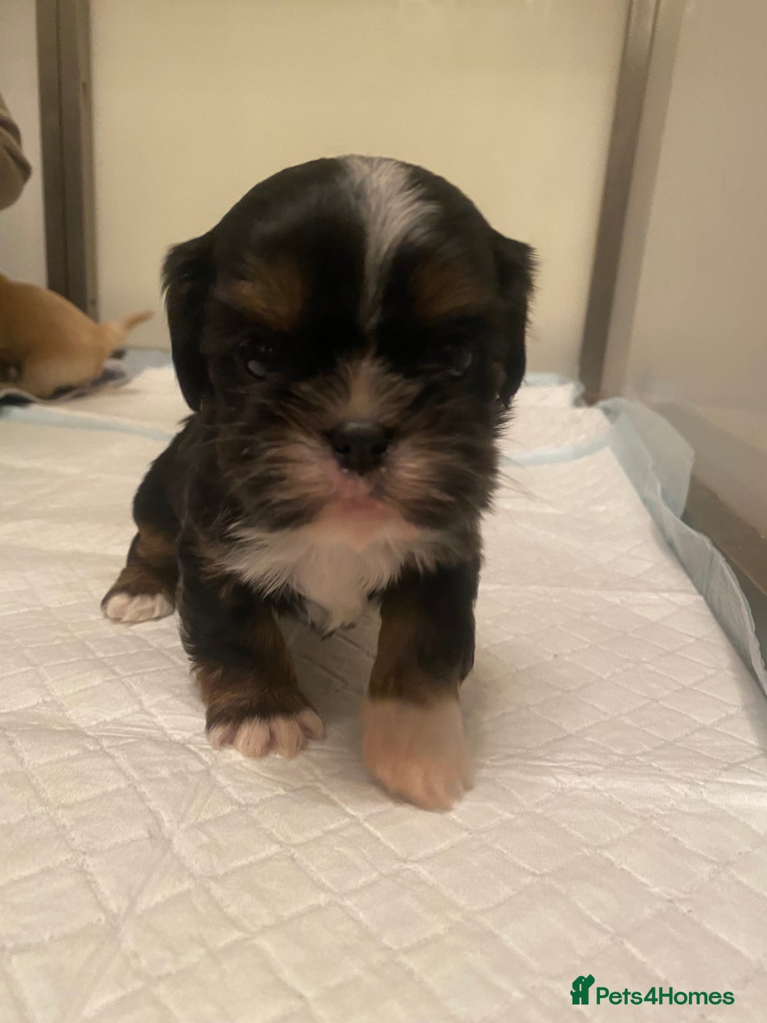 Cava Tzu dogs for sale: Absolutely amazing bundle of cuteness cava - shih - Advert 6