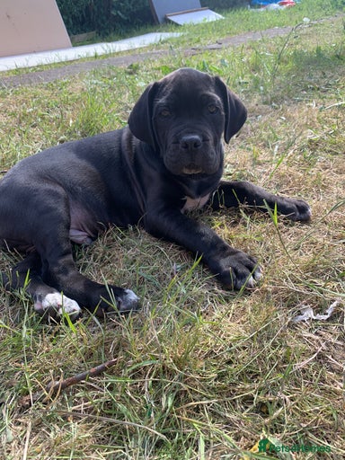 Gallery Image {{count}}