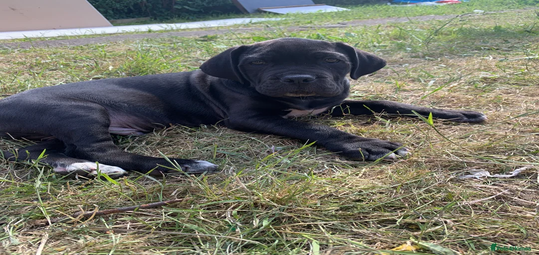 Gallery Image {{count}}