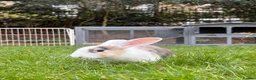 English rabbits for sale: Rabbit for donation in London - Advert 5