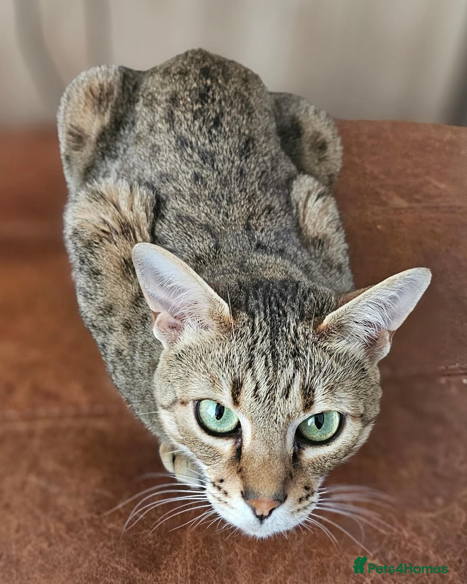 Savannah cats Stunning F4 Savannah Girl Seeking the Perfect Home - Advert 2