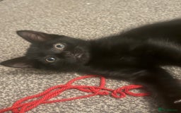 Domestic Shorthair cats for sale: 5⭐️homes wanted for beautiful, playful kittens - Advert 10