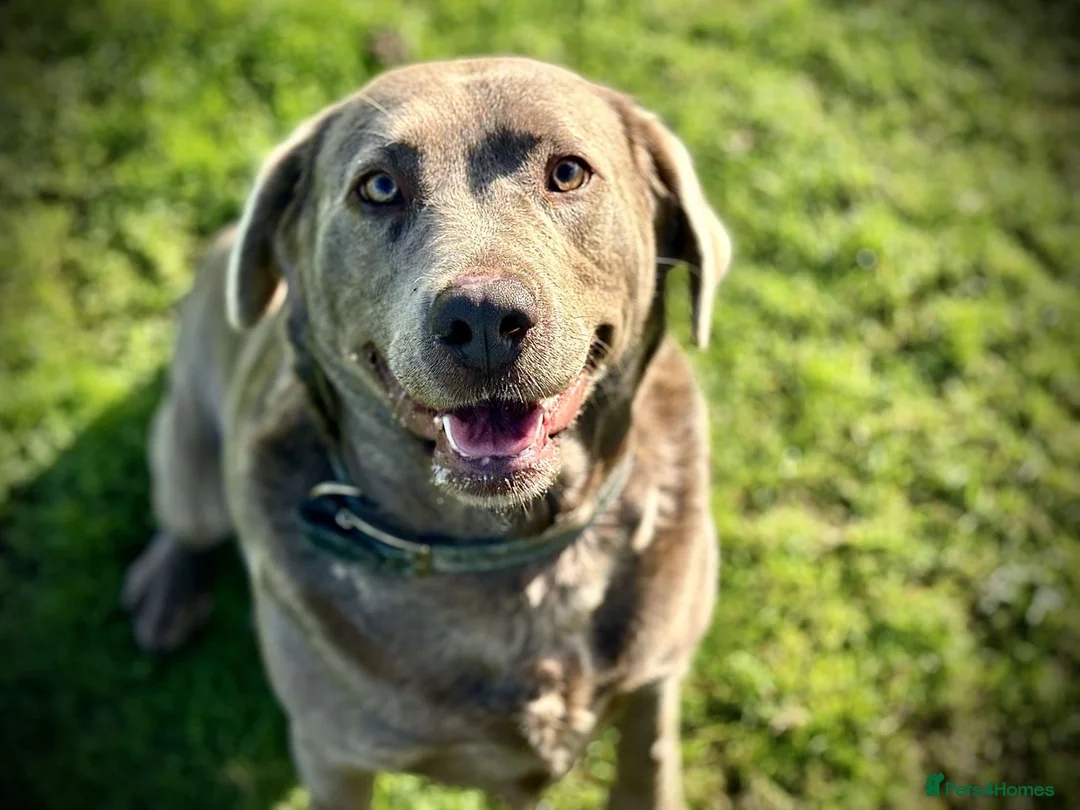 Labrador Retriever dogs for sale: Beautiful Labrador ‘sky’ looking for a new home - Advert 1