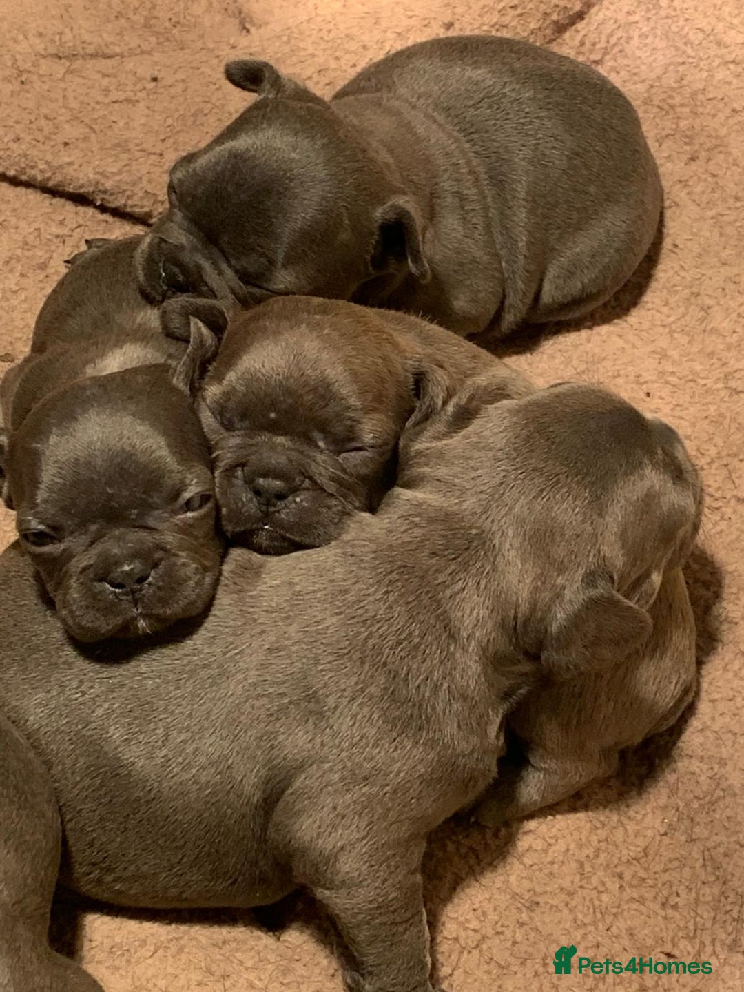 French Bulldog dogs for sale: QUALITY SOLID BLUE FRENCH BULLDOG PUPPIES  - Advert 7