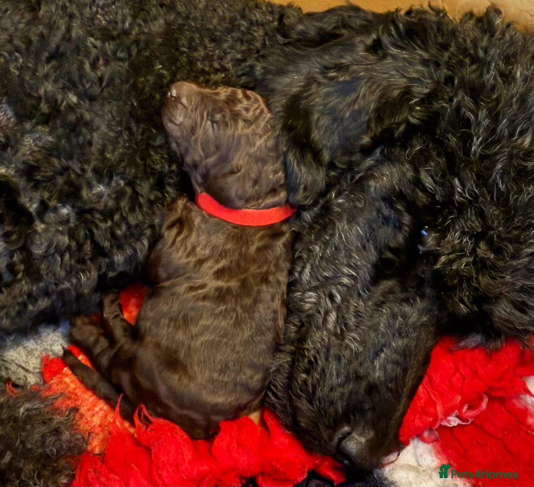Standard Poodle dogs for sale: Reduced price£1800 Wonderful standard poodle pup’s - Advert 27