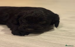 Cockapoo dogs for sale:  Cockapoo Puppies Ready for Their Forever Homes! - Advert 6