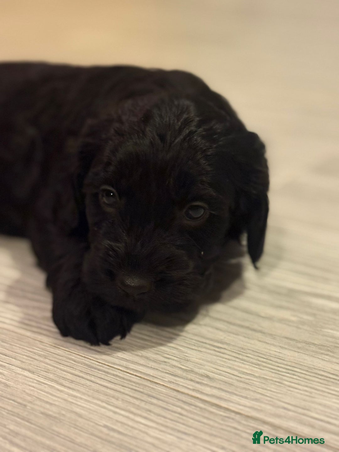 Cockapoo dogs for sale:  Cockapoo Puppies Ready for Their Forever Homes! - Advert 6